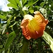 eine einzelne Blüte der [https://de.wikipedia.org/wiki/Engelstrompeten Engelstrompeten] in der Nahaufnahme