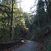 auf dem Wanderweg im Wald am Rorschacherberg