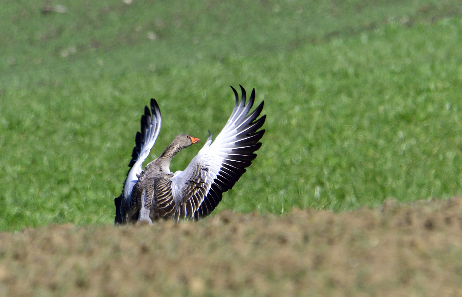 Graugans bei der Landung Fotos