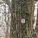 La numerazione sugli alberi indica il proprietario del castagno.