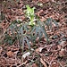 Helleborus foetidus L.<br />Ranuncolaceae<br /><br />Elleboro puzzolente<br />Hellébore fétide<br />Stinkende Nieswurz