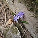 Scilla bifolia L.<br />Asparagaceae<br /><br />Scilla silvestre<br />Scille à deux feuilles<br />Zweiblättriger Blaustern, Zweiblättrige Meerzwiebel