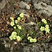 Primula acaulis (L.) L.<br />Primulaceae<br /><br />Primula comune<br />Primevère acaule<br />Stängellose Schlüsselblume,Schaftlose Primel