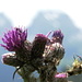 Hübsche Alpenblume mit den Churfirsten im Hintergrund