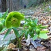 Elleboro verde<br />Helleborus viridis 