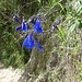 "exotische" Blumen ...