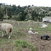 unzählige Tiere können (in Ecuador) nur an einem sehr kurzen Strick weiden
