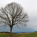 Baum mit Sitzbank und Aussicht zum Bodensee