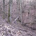 Direkt am Bach des Klausentals (Woog-Graben) entlang gibt es auch einen Weg, ich blieb auf dem etwas oberhalb verlaufenden Weg. Beide Wege kommen später zusammen.