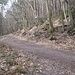 Der schmale Pfad quert einen breiten Weg und geht gleich weiter aufwärts (beim gelben Schild am Baum).