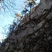 Die moosige Nordwand der Barenflue - der Baum ganz oben steht auf dem Felsband, das zum Gipfelkreuz führt!