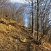 Il bosco ha ancora un aspetto invernale: nessuna foglia, nessuna gemma ed anche nessun fiore nel sottobosco.