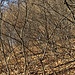 Nascosti dalla vegetazione sentiamo un paio di cinghiali aggirarsi a poca distanza da noi.