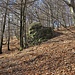 Il bosco è disseminato di enormi massi erratici.