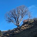 prächtiger Baum auf Hasenmatt; im Hintergrund Gipfelkreuz Buochserhorn