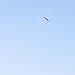 Ein Rotmilan zieht im blauen Himmel über uns seine Schleifen ... und verwechselt uns zum Glück nicht mit Feldmäusen.
