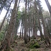 Die Hochälpelehütte ist oberhalb des Waldes zu sehen