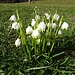 Märzenbecher beim Oberbühl