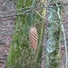 Tannenästchen mit Zapfen blieb im Geäst der Buche hängen