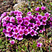Eine meiner Lieblingsblumen: Gegenblättriger Steinbrech (Saxifraga oppositifolia)