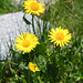 Blumen beim Abstieg: Grossköpfige Gemswurz (Doronicum grandiflorum)