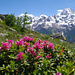 Alpenrosen und Bietschhorn (Rhododendron ferrugineum)