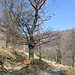 Il fondamentale bivio, ancora su sentiero marcato: a sinistra via normale, a destra per l'Alpe Tramboschino passando dal Monte Colletta.