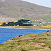 Carcass Island (Falkland Inseln) und immer wieder Ginster