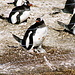 Piguine mit Jungtieren, die Absperrungen dienen der Sicherheit der Tiere<br />Carcass Island (Falkland Inseln)