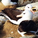 zur Abwechslung mal kein Pinguin, sondern Albatrosse. Das sind so wunderschöne Vögel.