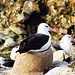 Albatross auf dem Nest