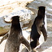 Felsenpinguine auf dem Weg zum Nest. Steht man auf ihrem Weg, warten sie so lange, bis man Platz macht (ist mir passiert mit diesen Beiden). Die Pinguine wählen immer die gleiche Strecke.