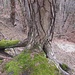 Baum über dem Abgrund mit einer ausgefeilten Statik
