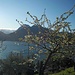 Due giorni fà ha nevicato e l'anticipo di primavera sulle piante crea un particolare contrasto...
