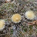 Trockenblumen 2