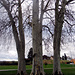 Riesenbäume vor dem Friedhof