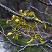 Drei- bis vierjährige Weissbeerige Mistel (Viscum album) auf einem Zweig auf der Schauenburger Flue. Pro Jahr wächst die Schmarotzerpflanze nur um ein Segment.