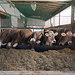 Kühe beim Mittag"fressen" auf dem Bauernhof auf der Risi