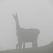 gespenstisch wirkende Alpacas im Nebel bei der Alp vorder Ahorni