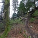 Aufstieg durch den Wald bei Hinter Flüeli.