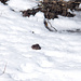 Die Frösche lieben es offenbar, sich im Schnee einzugraben