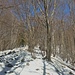 fuori dal bosco prima neve