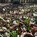Der Frühling kommt II
