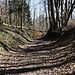 mal ein guter Waldweg Richtung Nollingen