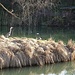 Insel im Chrattenweiher ist gern besucht: Enten und Graureiher