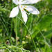 Weisse Trichterlilie (Paradisea liliastrum)