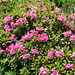 Rostblättrige Alpenrose (Rhododendron ferrugineum) 