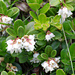 Blühende Preiselbeeren (Vaccinium vitis-idaea)
