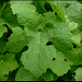 Blatt der edlen Weinrebe (Vitis vinifera)
