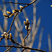 Es wird Frühling